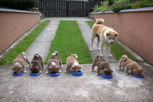 huấn luyện chó cỏ